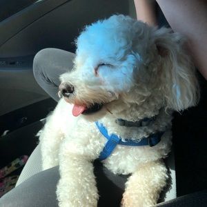 Meet your Posher, Rosemary